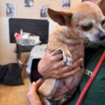 Chihuahua Tinkerbell, 06/2015, ca. 20 cm