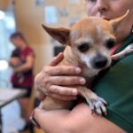Chihuahua Tinkerbell, 06/2015, ca. 20 cm