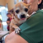 Chihuahua Tinkerbell, 06/2015, ca. 20 cm