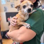 Chihuahua Tinkerbell, 06/2015, ca. 20 cm