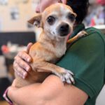 Chihuahua Tinkerbell, 06/2015, ca. 20 cm