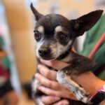 Chihuahua Tito , 06/2015, ca. 20 cm