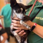 Chihuahua Tito , 06/2015, ca. 20 cm