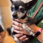 Chihuahua Tito , 06/2015, ca. 20 cm