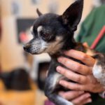 Chihuahua Tito , 06/2015, ca. 20 cm