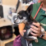 Chihuahua Tito , 06/2015, ca. 20 cm
