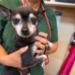 Chihuahua Tito , 06/2015, ca. 20 cm