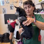 Chihuahua Tito , 06/2015, ca. 20 cm