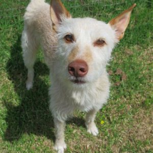 Podenco Truco, 05/2021, ca. 55 cm
