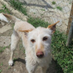 Podenco Truco, 05/2021, ca. 55 cm