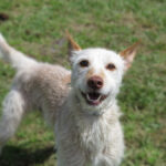 Podenco Truco, 05/2021, ca. 55 cm