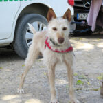 Podenco Truco, 05/2021, ca. 55 cm