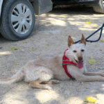 Podenco Truco, 05/2021, ca. 55 cm
