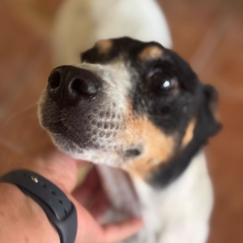 Bodeguero (Mischling?) Ursula, 06/2017, ca. 40 cm