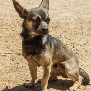 Chihuahua Mischling Uve, 10/2024, Endgröße ca. 25- 30 cm