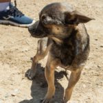 Chihuahua Mischling Uve, 10/2024, Endgröße ca. 25- 30 cm