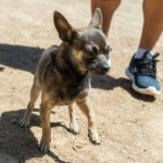 Chihuahua Mischling Uve, 10/2024, Endgröße ca. 25- 30 cm