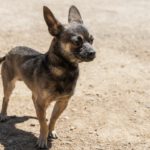Chihuahua Mischling Uve, 10/2024, Endgröße ca. 25- 30 cm