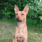 Mischling Vesta, 02/2024, ca. 45 cm, 37079 Göttingen