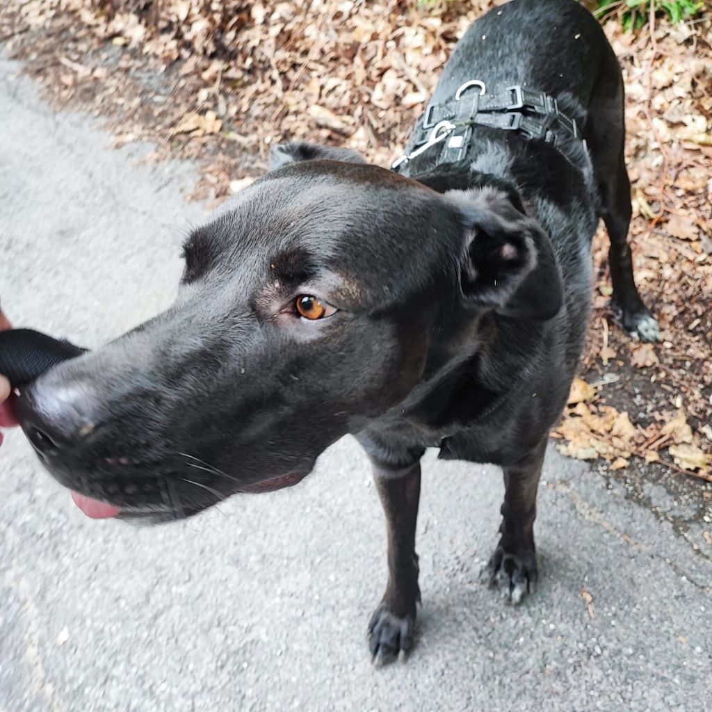 Labrador Mischling Winston, 01/2022, ca. 65 cm, 45549 Sprockhövel