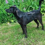 Labrador Mischling Winston, 01/2022, ca. 65 cm, 45549 Sprockhövel