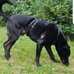 Labrador Mischling Winston, 01/2022, ca. 65 cm, 45549 Sprockhövel