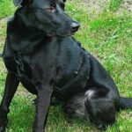 Labrador Mischling Winston, 01/2022, ca. 65 cm, 45549 Sprockhövel