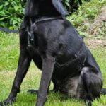 Labrador Mischling Winston, 01/2022, ca. 65 cm, 45549 Sprockhövel