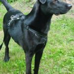 Labrador Mischling Winston, 01/2022, ca. 65 cm, 45549 Sprockhövel