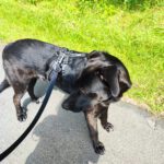 Labrador Mischling Winston, 01/2022, ca. 65 cm, 45549 Sprockhövel