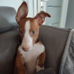 Podenco Yasmin, 02/2025, Endgröße ca. 38 cm, 66571 Eppelborn