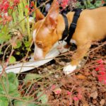 Podenco Yasmin, 02/2025, Endgröße ca. 38 cm,  66571 Eppelborn