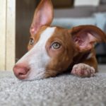 Podenco Yasmin, 02/2025, Endgröße ca. 38 cm,  66571 Eppelborn