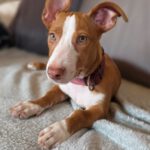 Podenco Yasmin, 02/2025, Endgröße ca. 38 cm,  66571 Eppelborn