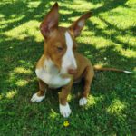 Podenco Yasmin, 02/2025, Endgröße ca. 38 cm,  66571 Eppelborn