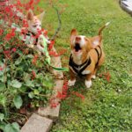 Podenco Yasmin, 02/2025, Endgröße ca. 38 cm,  66571 Eppelborn