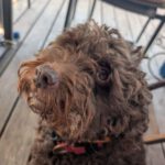 Wasserhund Yoli, 07/2016, ca. 49 cm, 95326 Kulmbach