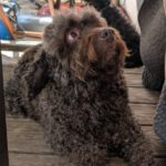 Wasserhund Yoli, 07/2016, ca. 49 cm, 95326 Kulmbach