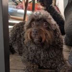 Wasserhund Yoli, 07/2016, ca. 49 cm, 95326 Kulmbach