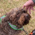 Wasserhund Yoli, 07/2016, ca. 49 cm, 95326 Kulmbach