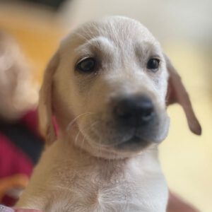 Labrador Zaphiro, 02/2025, Endgröße ca. 60 cm