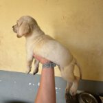 Labrador Zaphiro, 02/2025, Endgröße ca. 60 cm