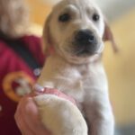 Labrador Zaphiro, 02/2025, Endgröße ca. 60 cm