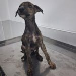 Galgo Zeus, 03/2025, Endgröße ca. 65 cm