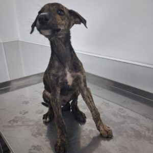 Galgo Zeus, 03/2025, Endgröße ca. 65 cm