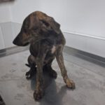Galgo Zeus, 03/2025, Endgröße ca. 65 cm