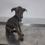 Galgo Zeus, 03/2025, Endgröße ca. 65 cm