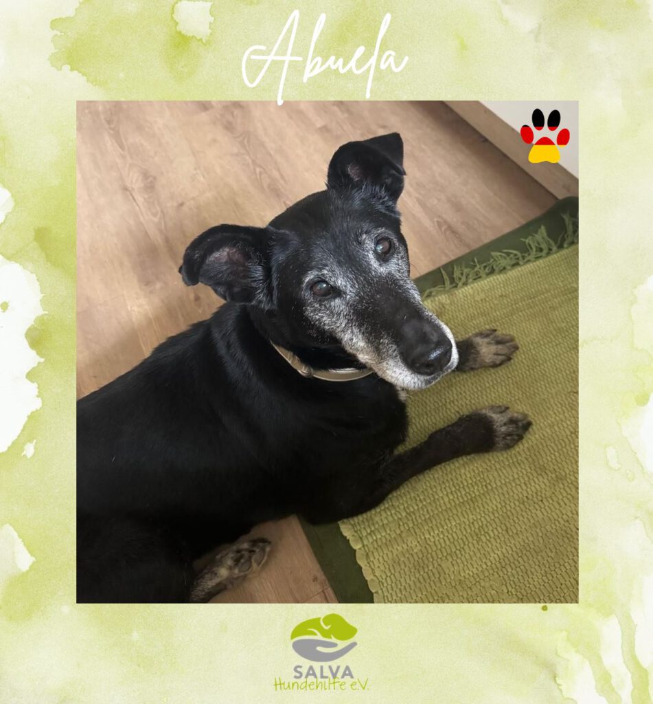 Mischling Abuela - SALVA Motto im Juli: Handicap Hunde