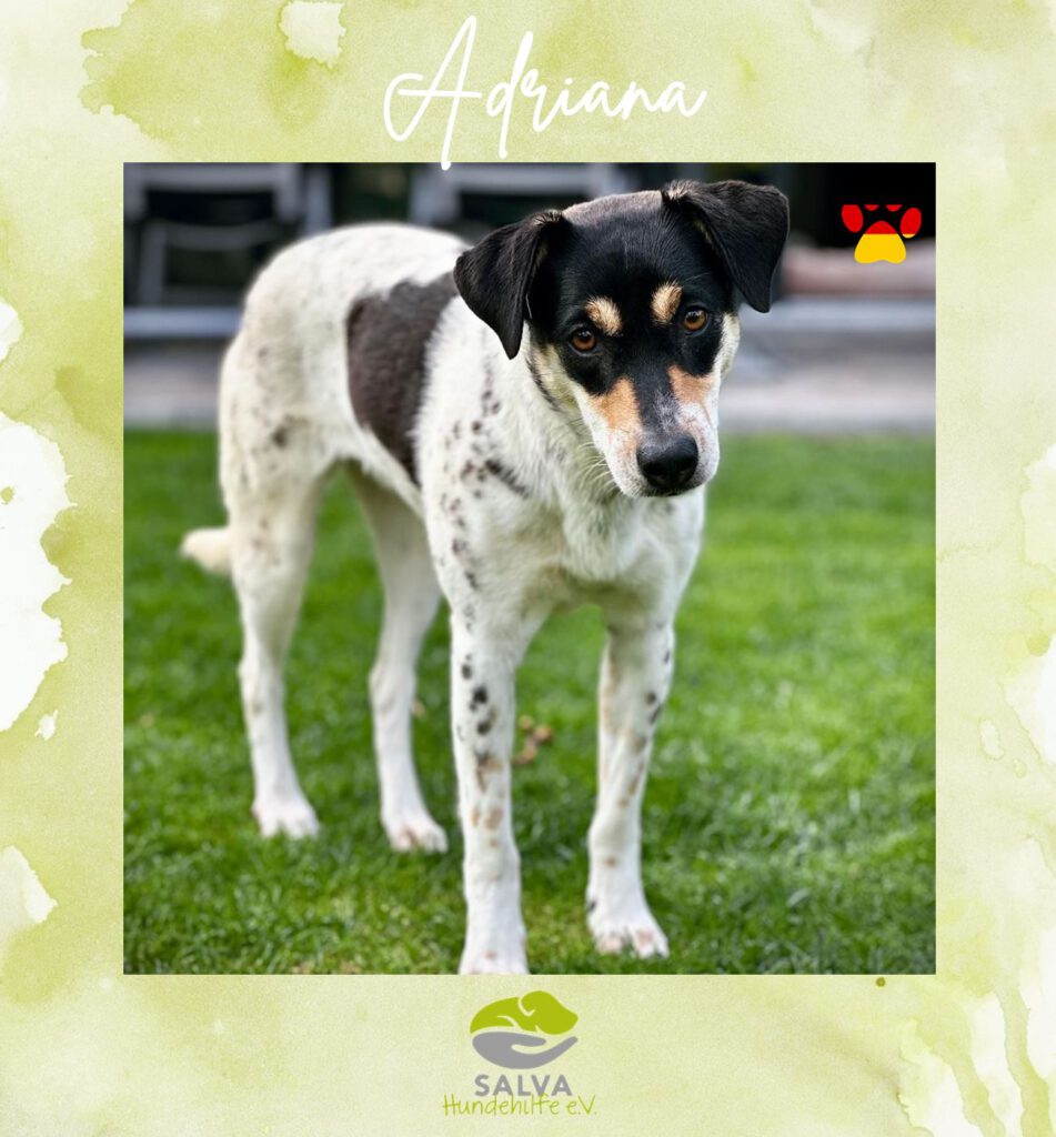 Bodeguero Adriana - SALVA Motto im Juli: Handicap Hunde
