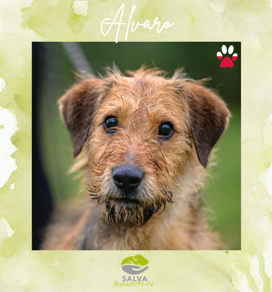 Mischling Alvaro - SALVA Motto im Juli: Handicap Hunde
